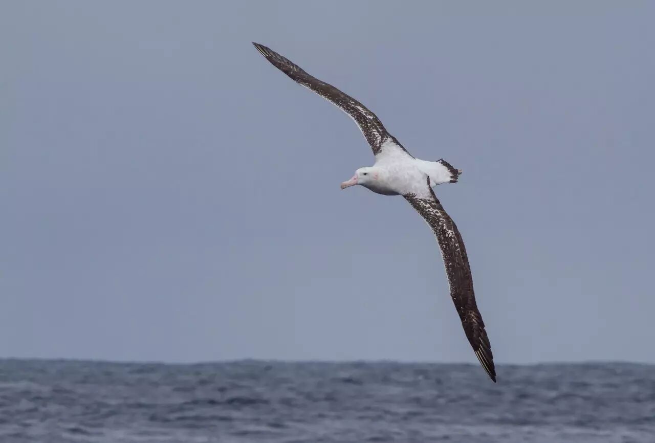 一生都在海面飞翔的漂泊信天翁难道不需要睡觉吗