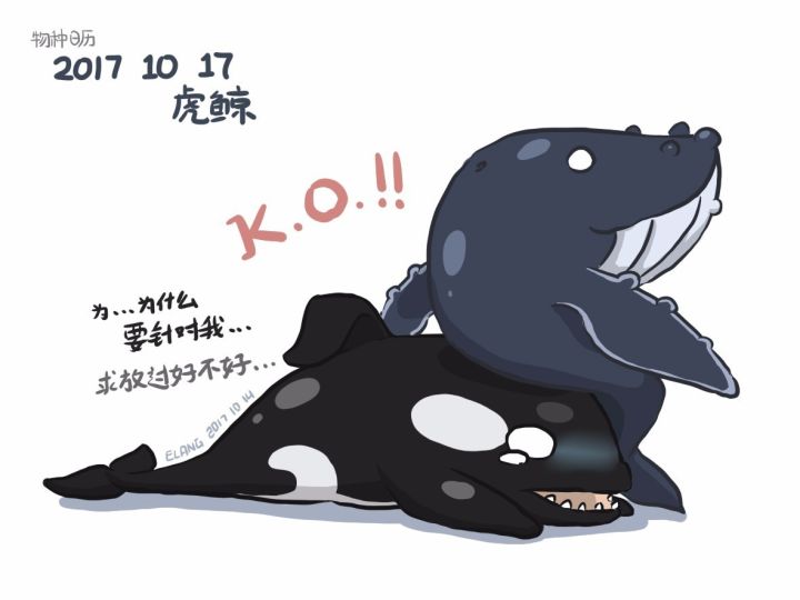 虎鲸并非打遍天下无敌手,半路常常杀出营救其猎物的座头鲸.