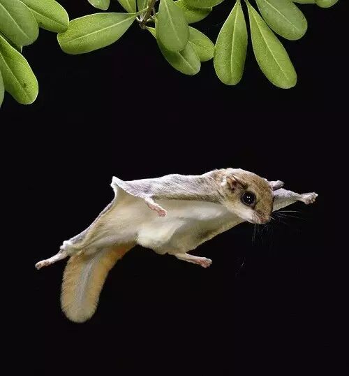 《荀子·劝学》里说:"腾蛇无足而飞,梧鼠五技而穷",后半句说的是梧鼠"