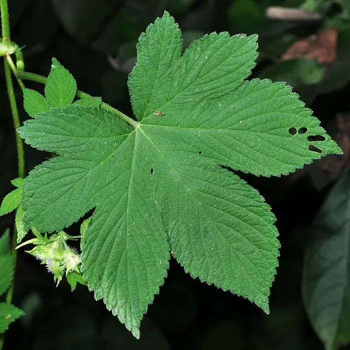 五爪金龍 牽牛花 是條惡龍 物種日曆 微文庫