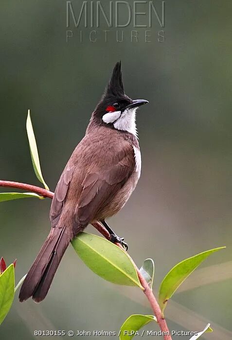 这种发型不仅在人类审美中是一种时尚的象征,在鸟类世界也是最流行的"