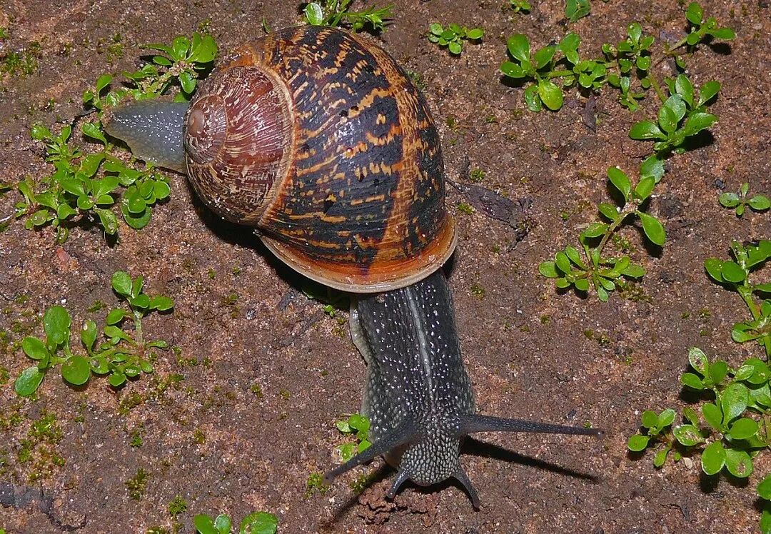 图片:petar iankov / wikipedia白线大蜗牛(helix lucorum)法国大蜗牛