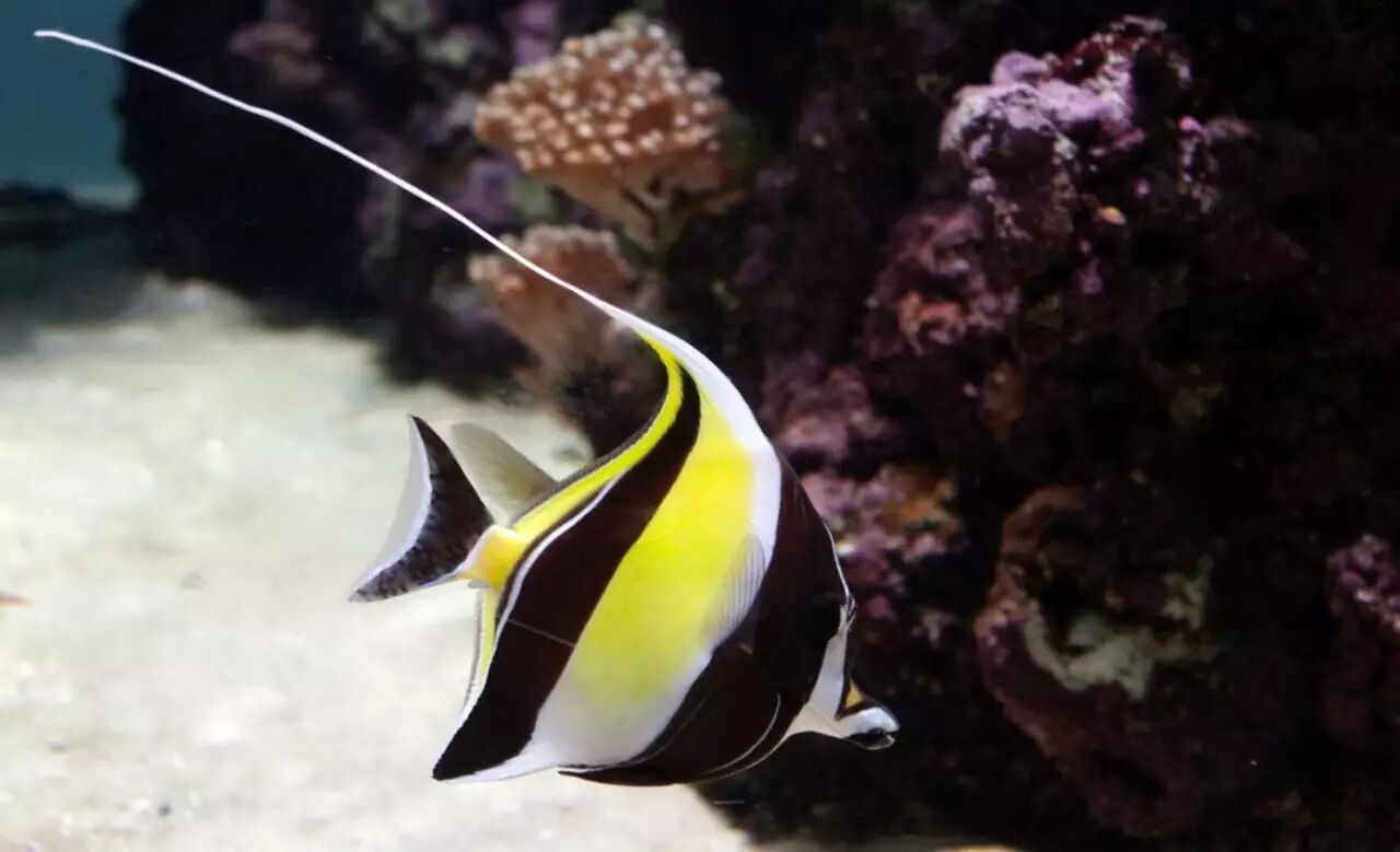 镰鱼左看看右看看,最后眼光落在粒突箱鲀身上.