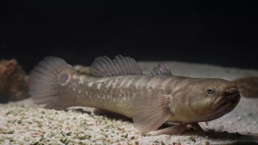 中华乌塘鳢是我研究的对象,它是一种生活在潮间带的两栖性鱼类,在低潮