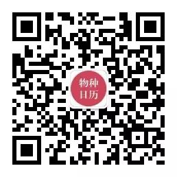 哈哈哈又被騙了!你吃到的「北極貝刺身」,都是煮熟的!