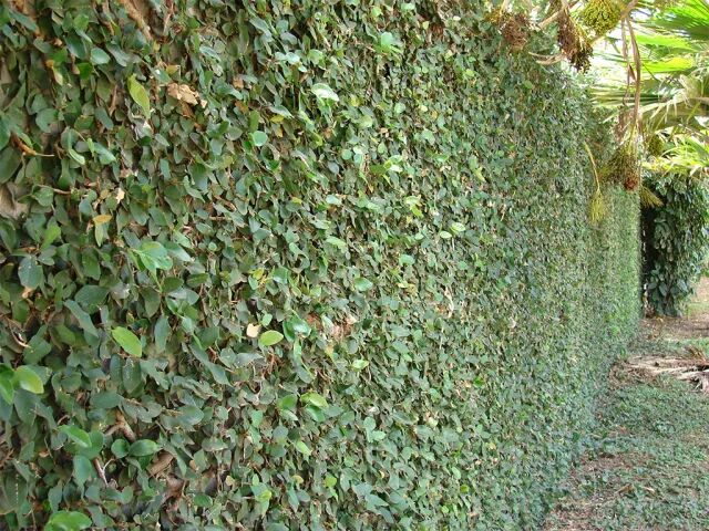 图片:forest & kim starr / wiki commons薜荔结出的隐花果比无花果还