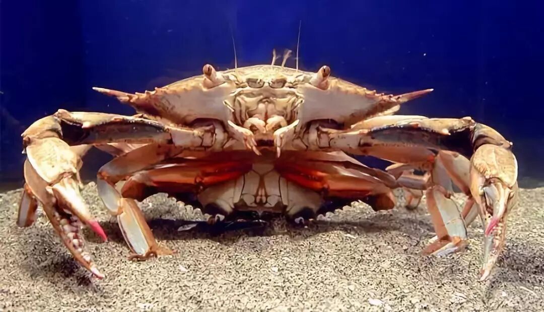 梭子蟹以河神与海怪命名的美味