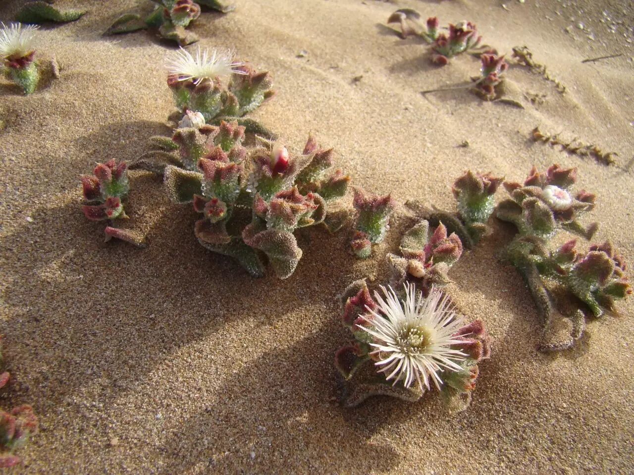 从普通的c3型切换成cam型,后者也就是普遍存在多肉植物中的景天酸循环
