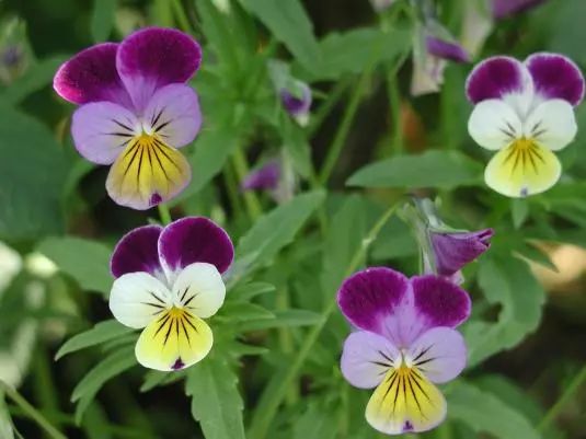 官方打臉！《紫羅蘭永恒花園》里出現的，不是紫羅蘭 動漫 第6張