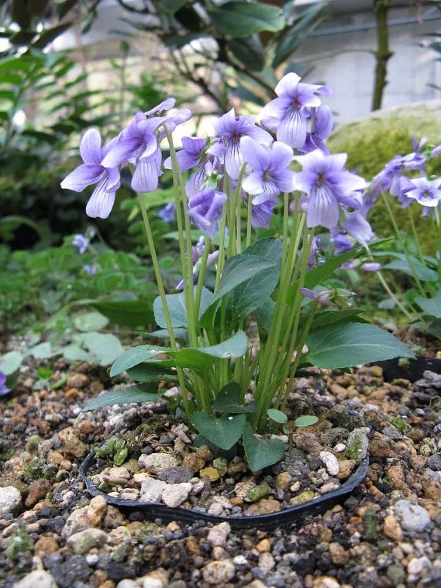 官方打臉！《紫羅蘭永恒花園》里出現的，不是紫羅蘭 動漫 第5張