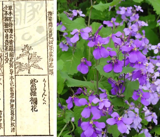 官方打臉！《紫羅蘭永恒花園》里出現的，不是紫羅蘭 動漫 第12張