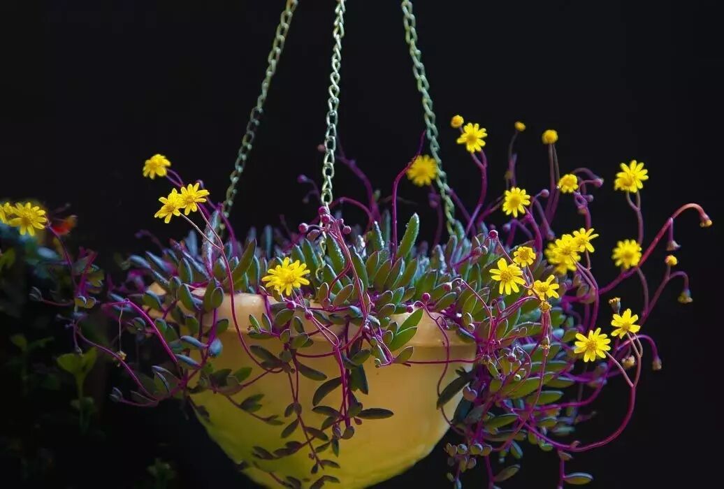 果壳 科技有意思