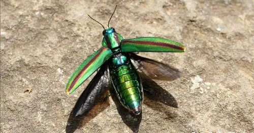 没想到这浓眉大眼的绿宝石竟然是害虫