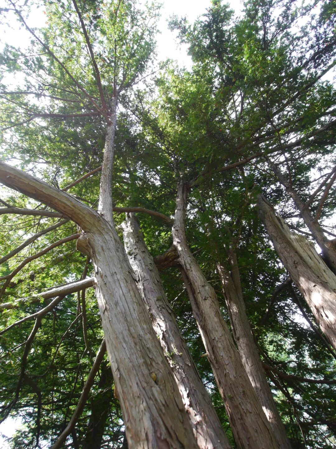 用红豆杉木杯子泡水喝能抗癌乖别闹