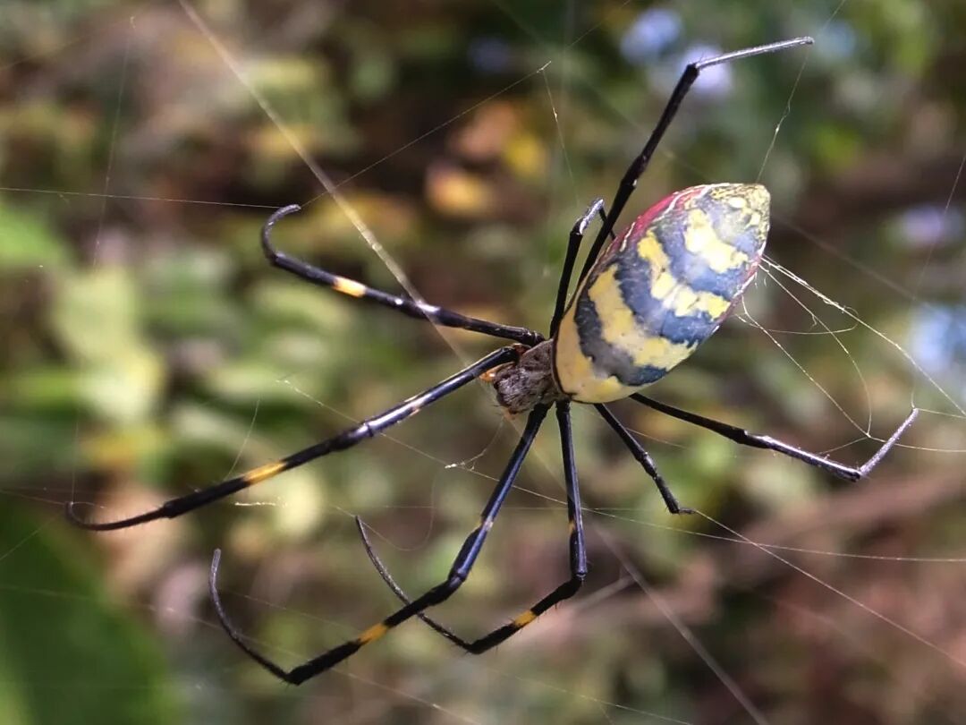 萝莉外表的女郎蜘蛛实在怕不起来啊
