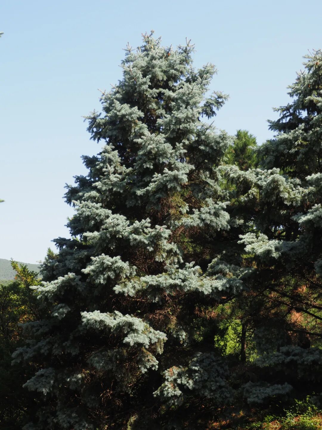 松柏之所以常青或许是因为反应慢