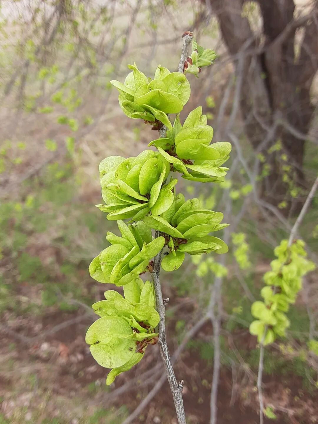 春季限定的美食怎么能少了榆钱饭
