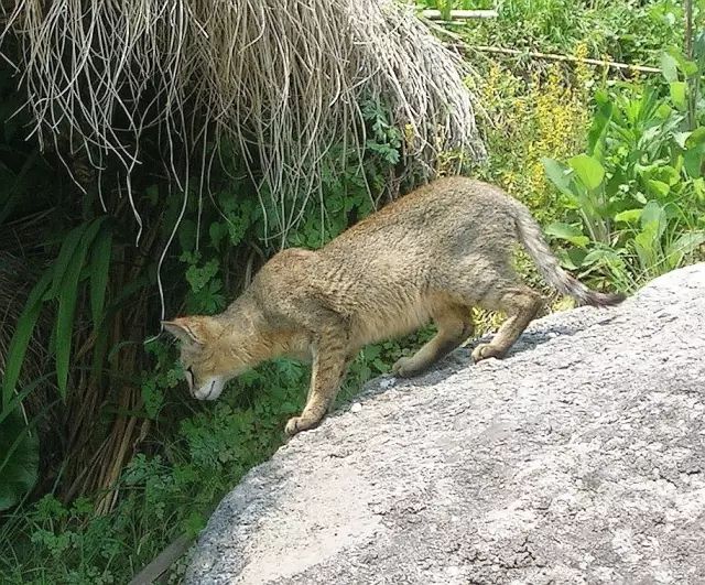 丛林野猫图片