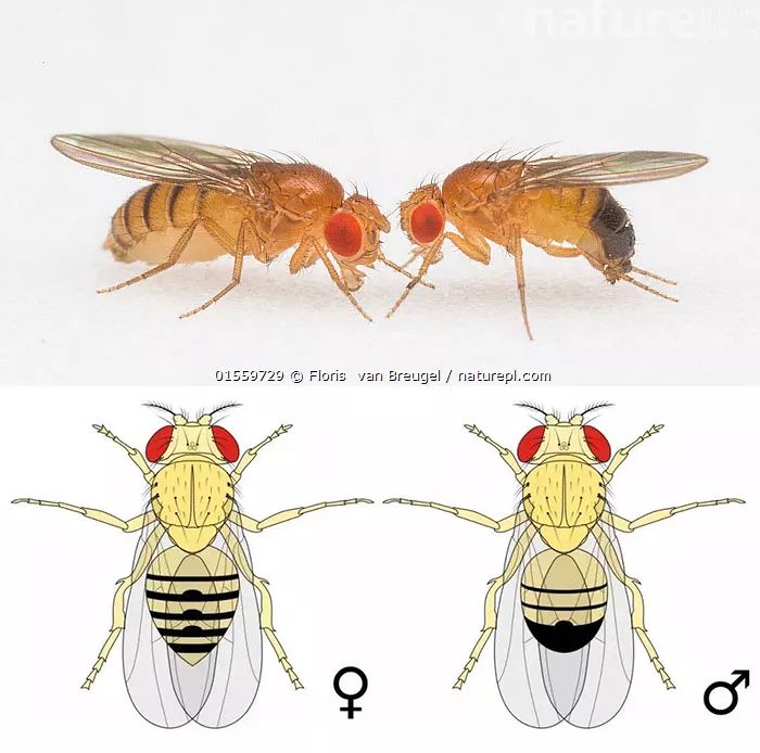 果蝇雌雄尾部判断图片图片