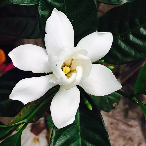 这是什么神仙花香得古人都想骂它