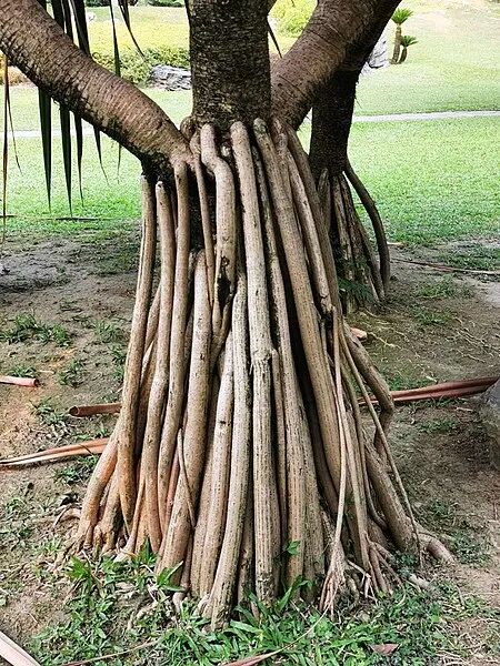 什么花有凌云之志 蚂蚁花呗 花呗