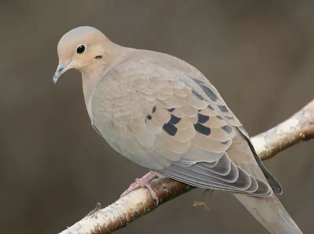 鸽子你们熟悉吧卷毛立领的见过么