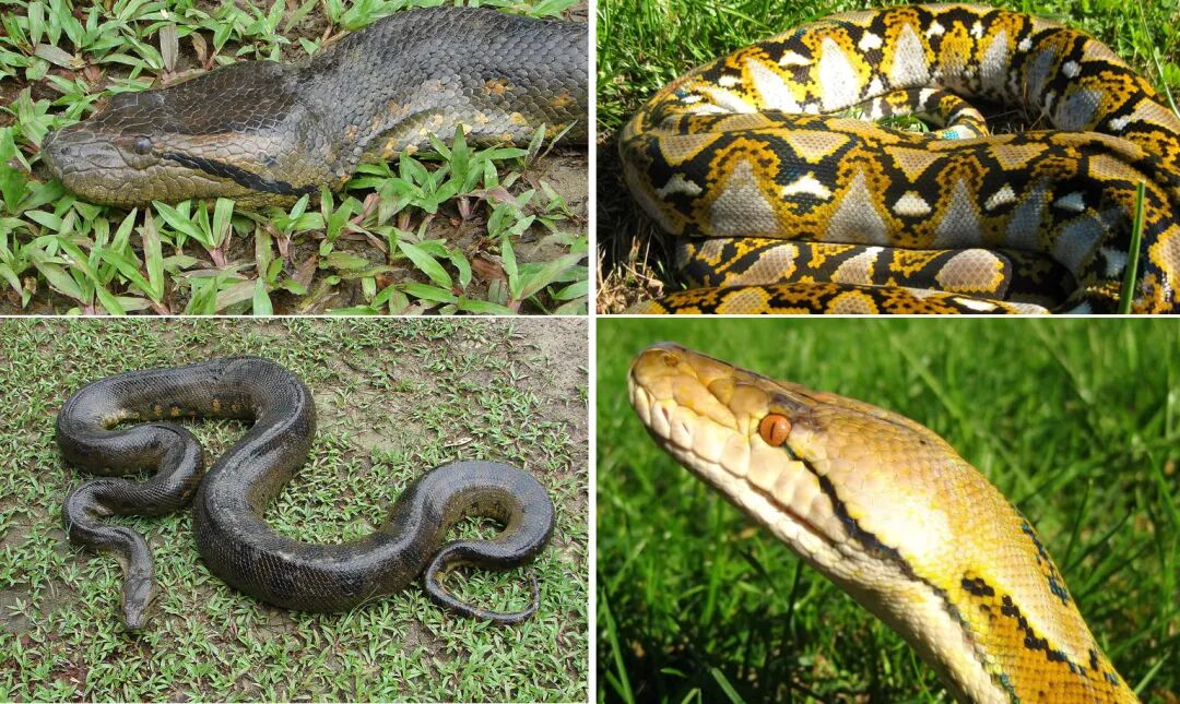 森蚺用腰围证明游泳真的不能减肥