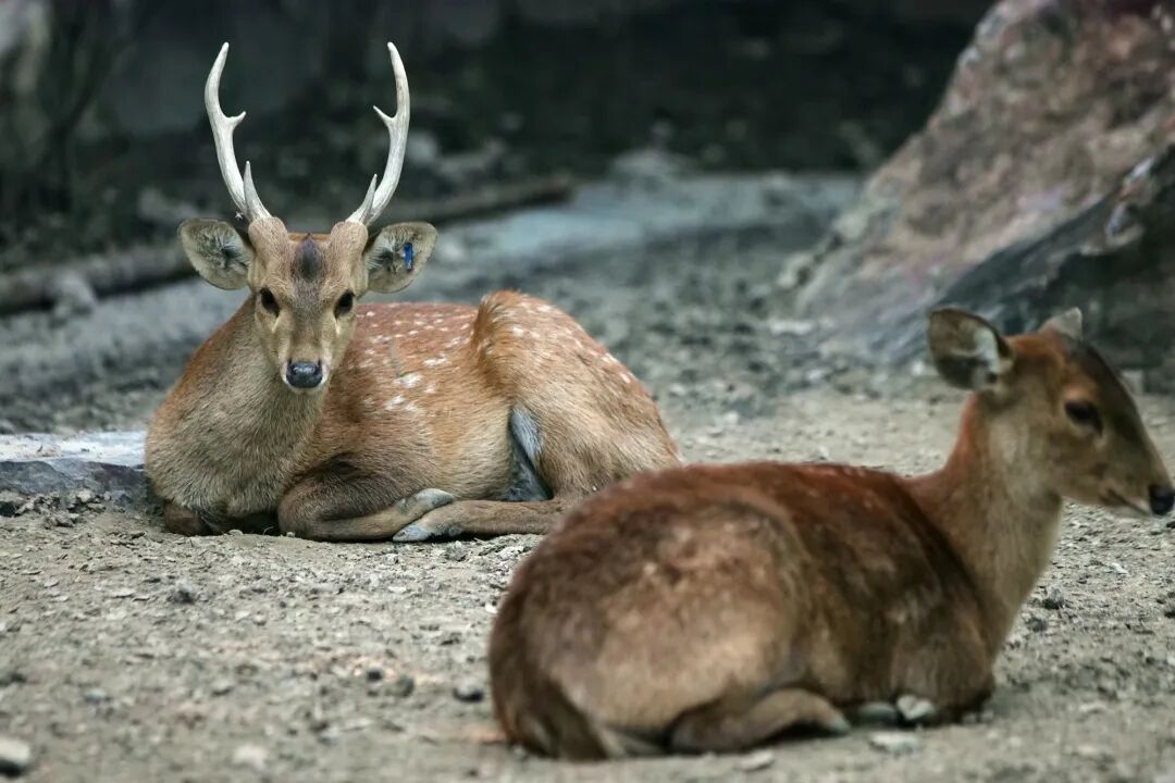 快凭记忆回答鹿角到底有几个杈