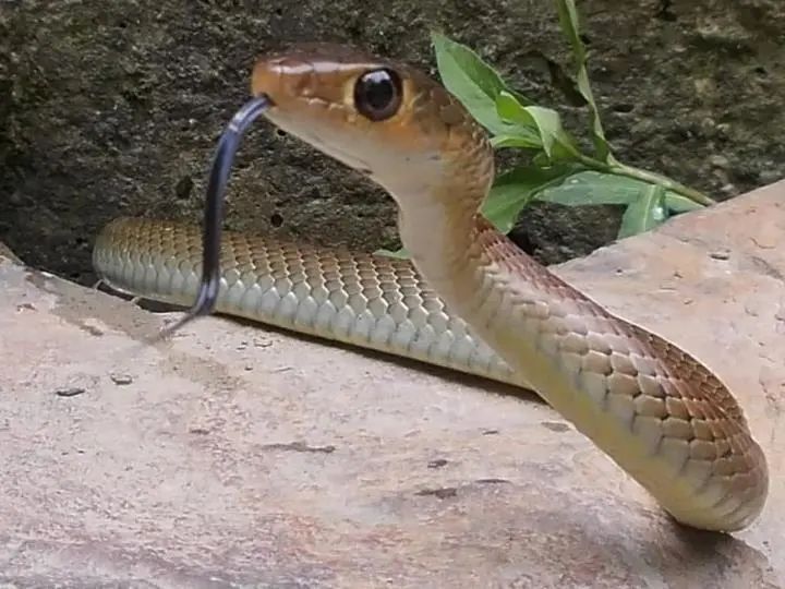 蛇鞭森蚺图片