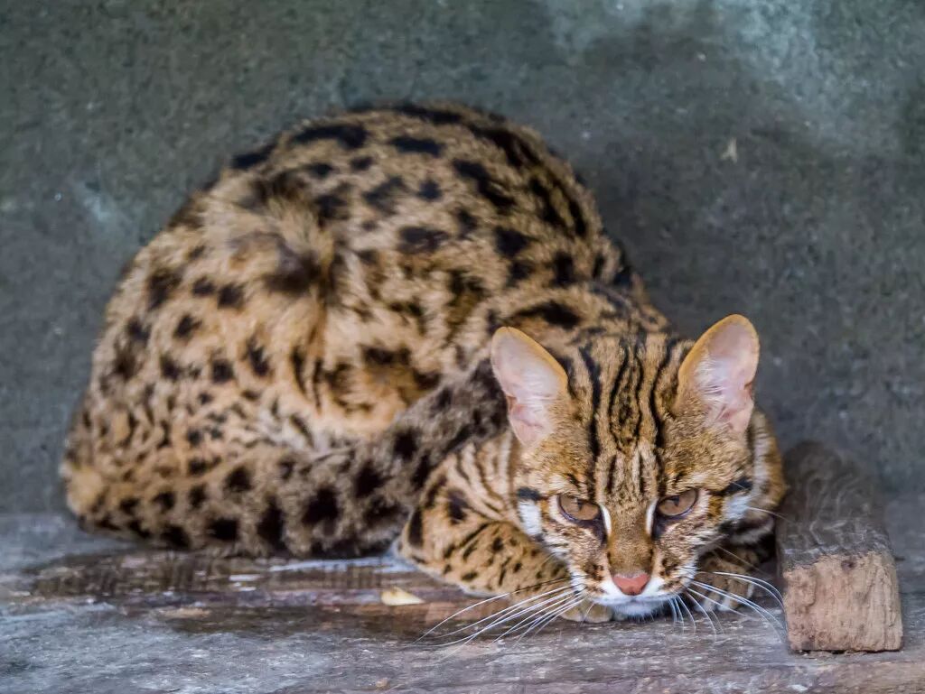 豹猫面部有两道深色的纹路纵跨在面部的眼耳之间,眼鼻之间有白色的纵