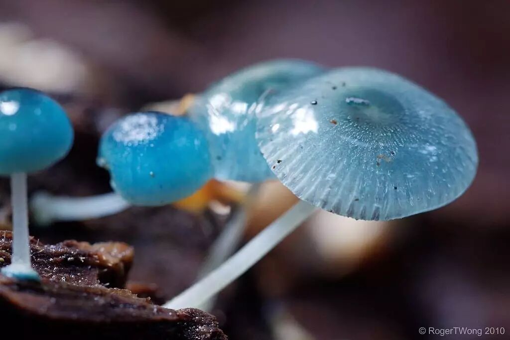 还记得去年刷屏的那朵蓝瘦香菇吗新西兰人把它印在钞票上