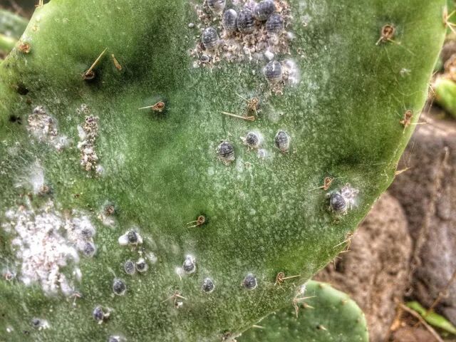 吓死人的多肉蚧壳虫,居然能吃?| 果壳 科技有意思