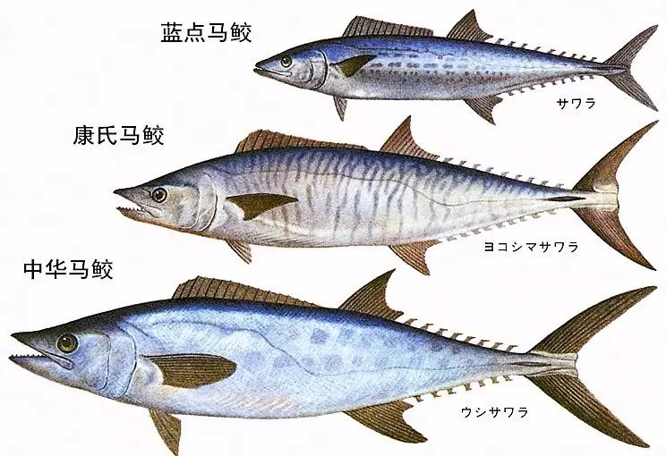 朝鲜马鲛别名高丽䲠或平䲠,体型略短,腹部较宽,体长约150cm