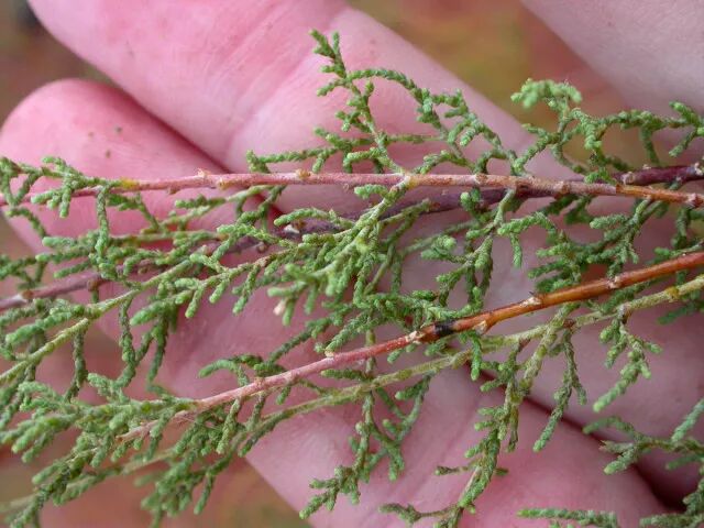 红柳大串美味的原因竟不是红柳树枝