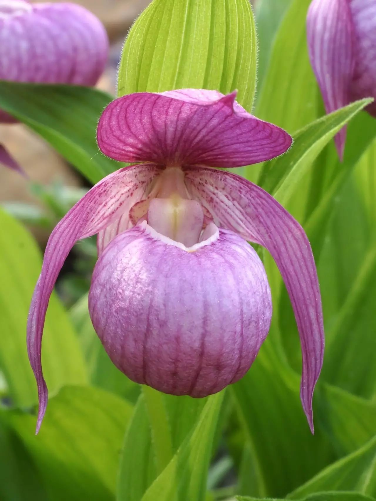 《北京植物志》上记录的三种杓兰属植物:大花杓兰,紫点杓兰