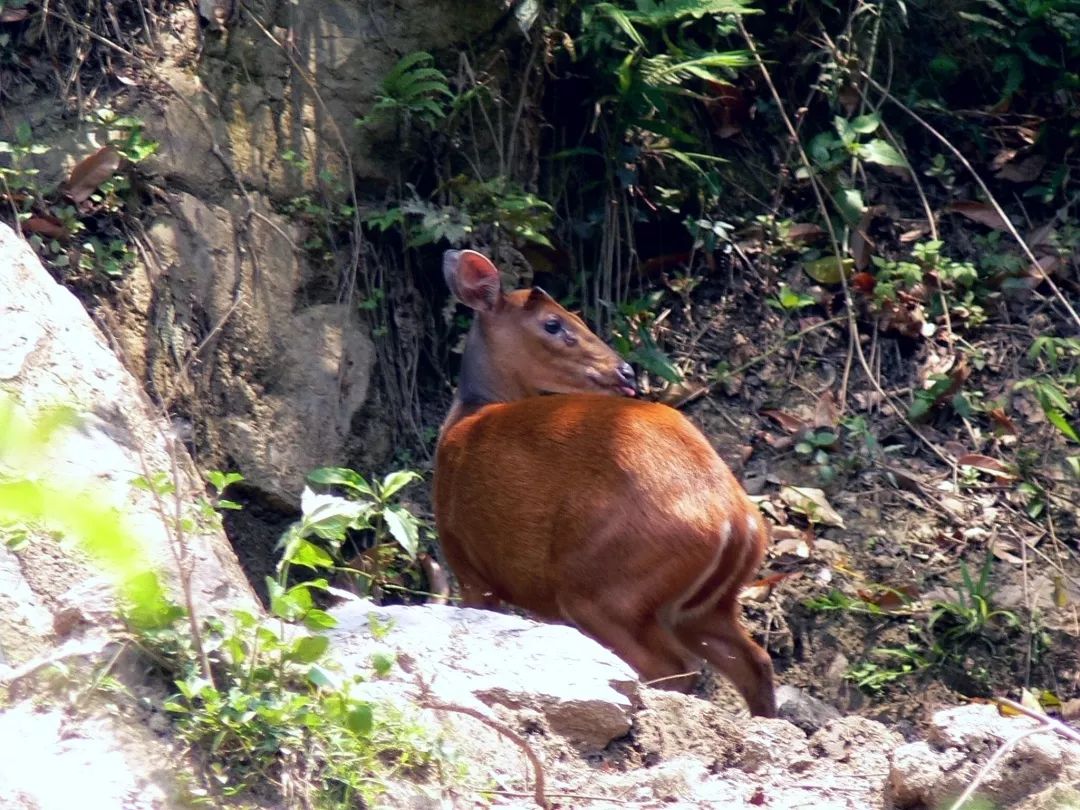 赤麂别吓唬我信不信我汪一声叫出来