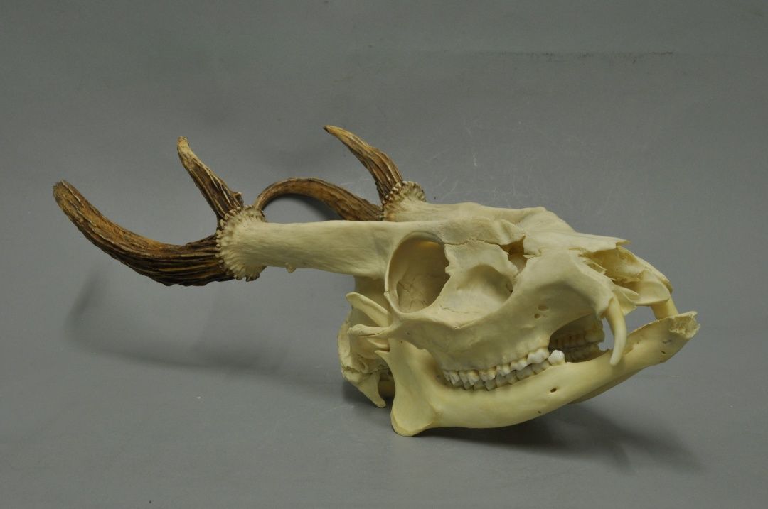 赤麂别吓唬我信不信我汪一声叫出来