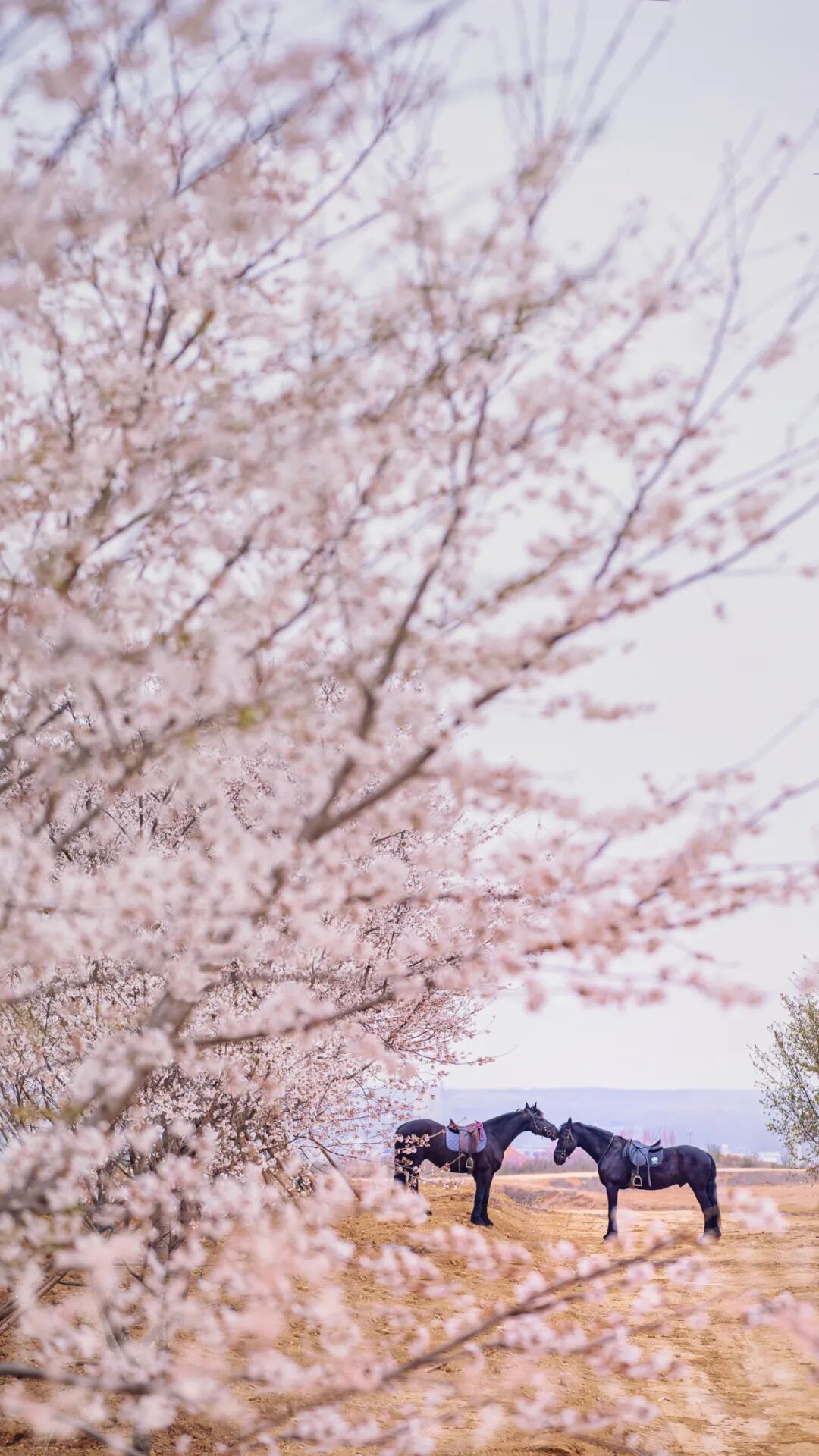 日照白鹭湾樱花节来了