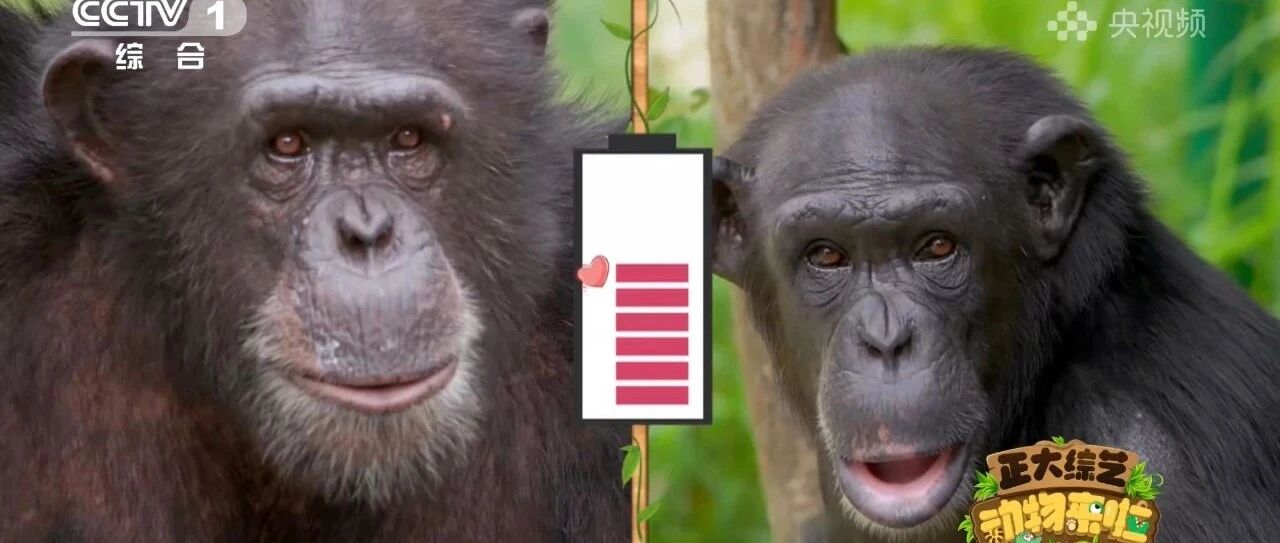 黑猩猩“云相亲”，距离不是问题！ 今天18:00档，CCTV-1《正大综艺·动物来啦》带您来看→