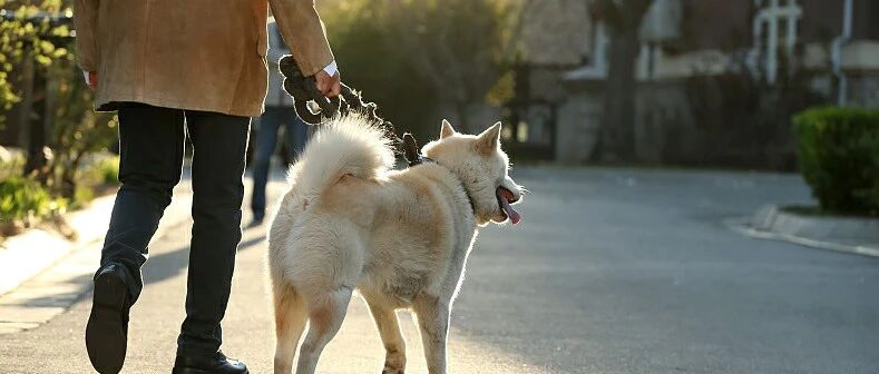 保姆遛狗伤了人，到底该由谁赔偿？民法典为您解答！