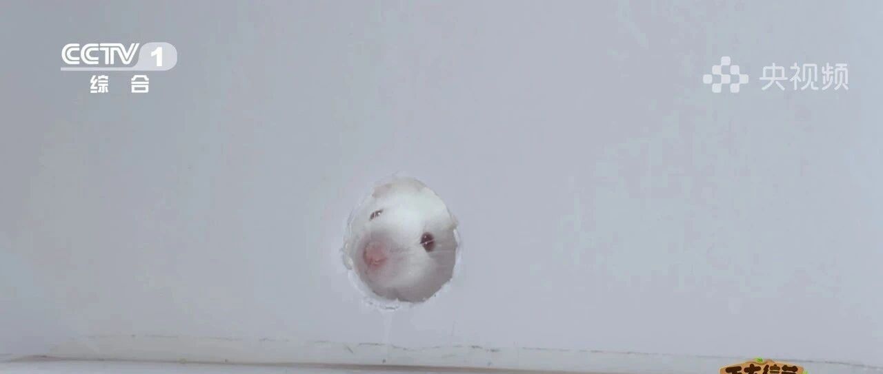 38岁大猩猩减肥，最大阻力竟然来自饲养员？