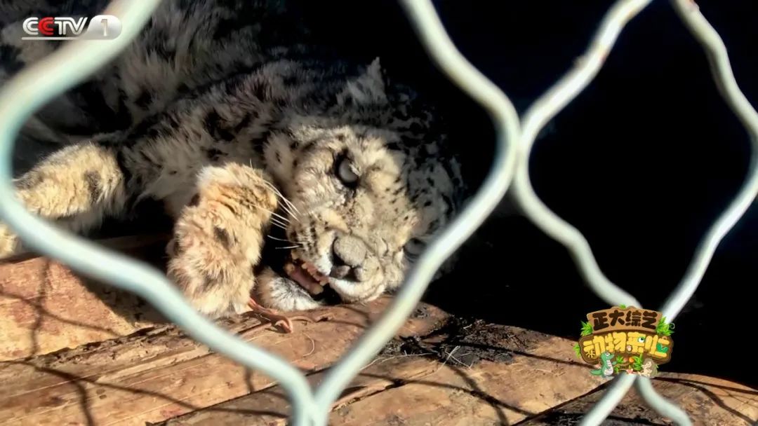 保暖「黑科技」！今天18:00檔，《動物來啦》帶你看看動物們的禦寒小妙招！ 寵物 第3張