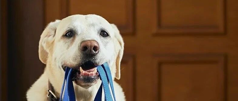 夫妻离婚后，婚内共同饲养的宠物该判给谁？民法典有话说！