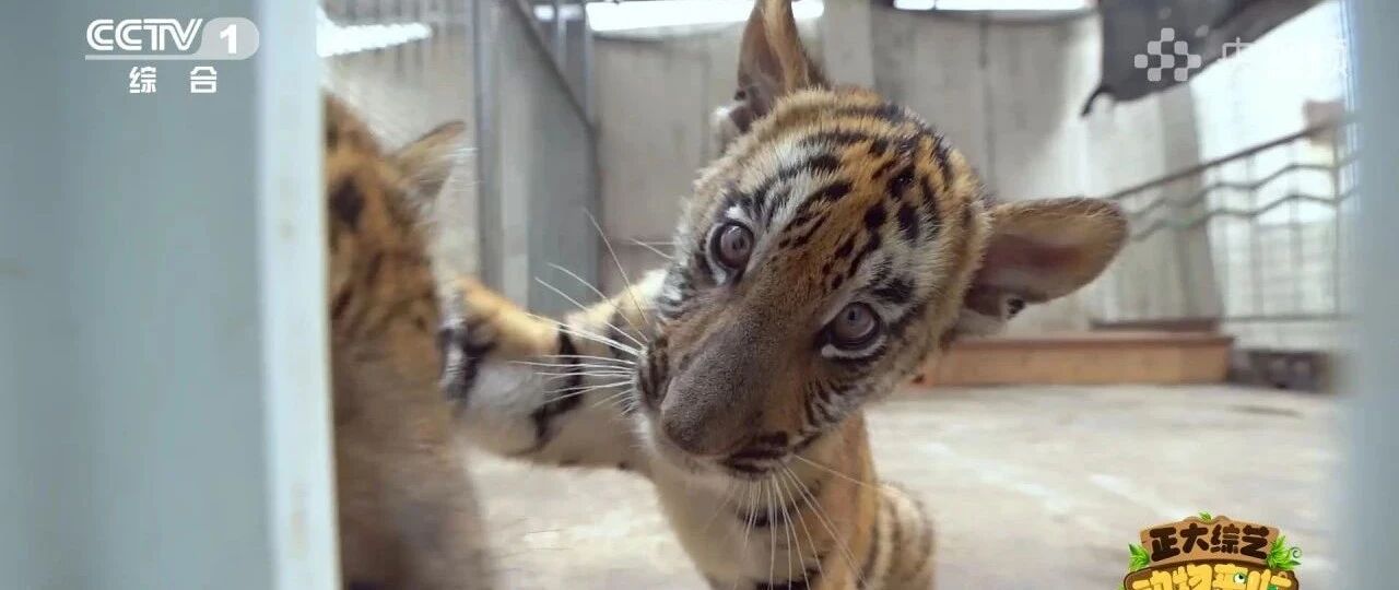 前方萌虎出没！今天18:00档，CCTV-1《正大综艺·动物来啦》带您看华南虎宝宝搬新家→