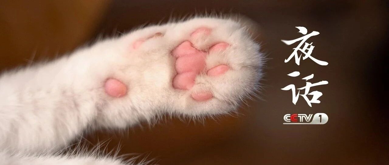 夜话丨老舍：过了满月的小猫们真是可爱