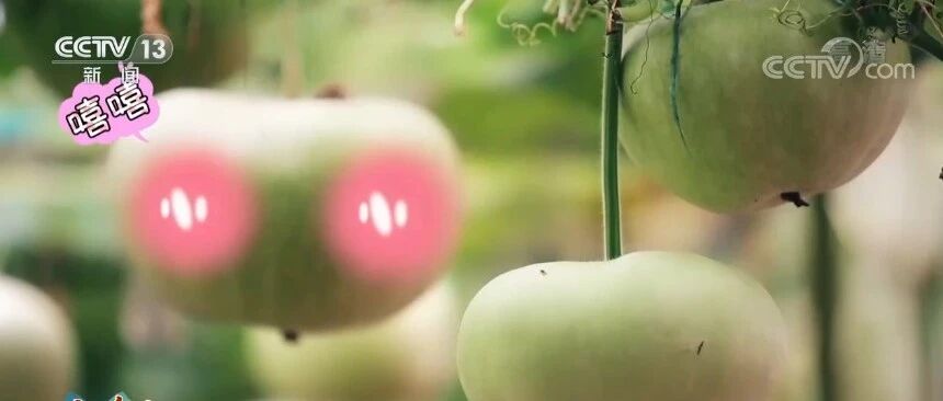 蔬菜种在电场中？鱼菜还能共生？一起来看蔬菜种植“黑科技”！