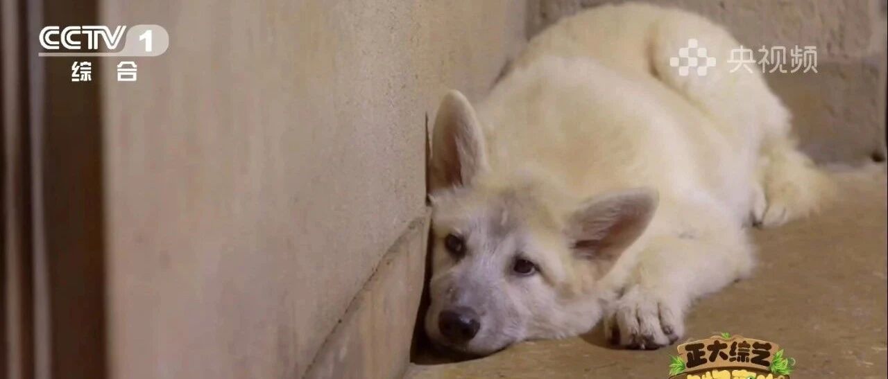 小黑豹登“征妈启事”，狗妈妈应征上岗！