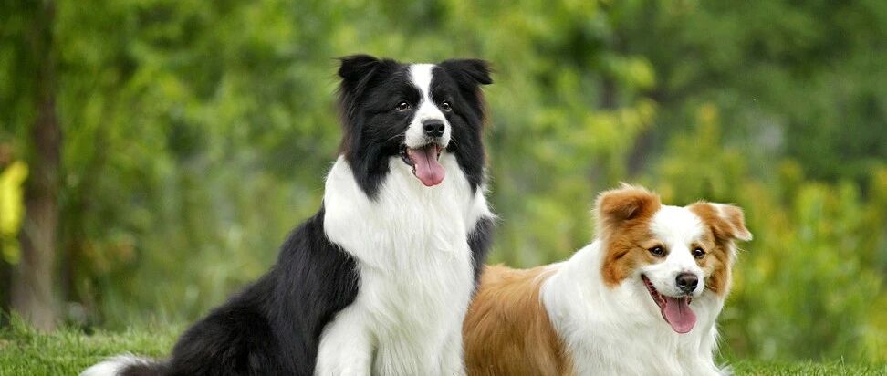 被动物咬伤抓伤该如何应对？专家提到的这几点，您应该了解→