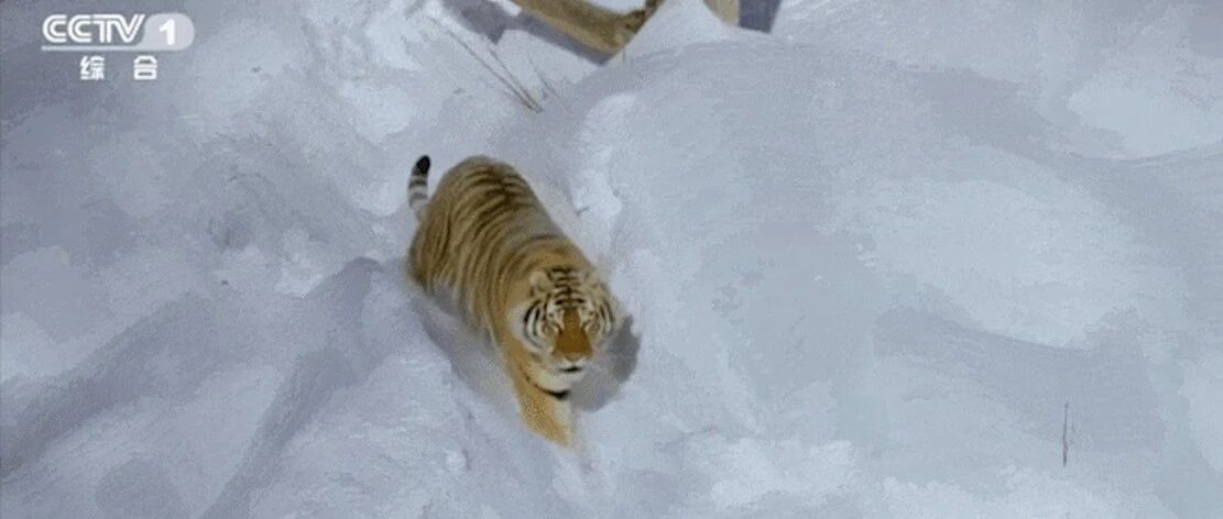 “大猫”老虎竟也有独特癖好？今晚18点档，和CCTV-1《动物来啦》一起聆听野性奏鸣曲！