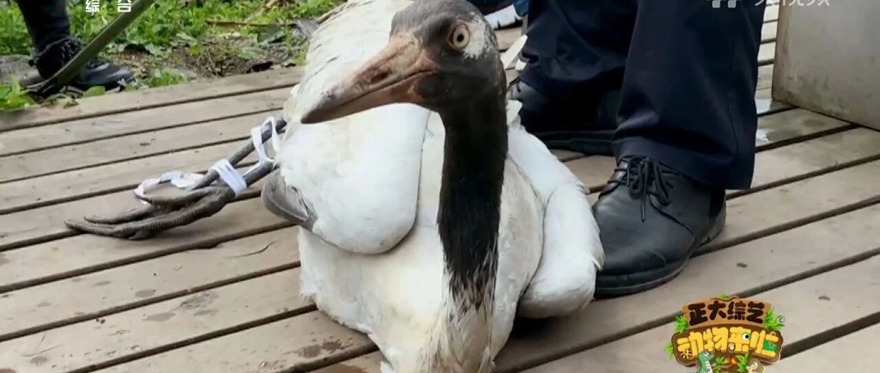 迁徙黑颈鹤跌落雅安，鸟类志愿者悉心照料化险为夷！今天18:00档，CCTV -1《正大综艺·动物来啦》精彩继续